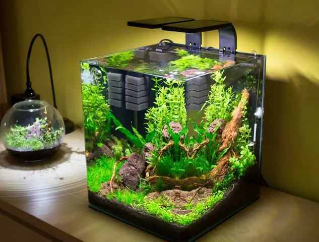 Mua Ở Đâu Bể Cá Cảnh Đẹp Mini?