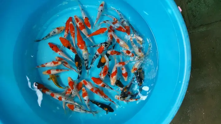 Cẩm Nang Cá Cảnh Đẹp Rẻ Dễ Nuôi Chăm Sóc Đơn Giản Cho Người Mới Bắt Đầu