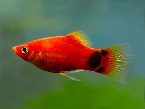 Tổng Hợp Cá Cảnh Bé Đẹp Cho Bể Thủy Sinh Của Bạn