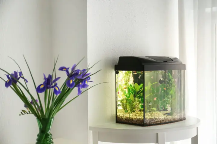 Mua Ở Đâu Bể Cá Cảnh Đẹp Mini?