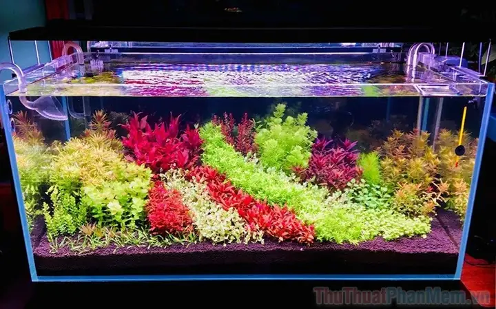 Tuyển Chọn Hình Ảnh Bể Cá Cảnh Đẹp Cho Người Yêu Thích Nuôi Cá Cảnh