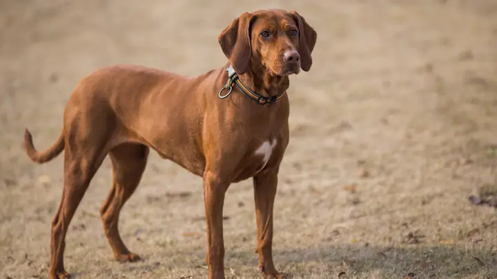 Mức Độ Nguy Hiểm Của Bệnh Dại