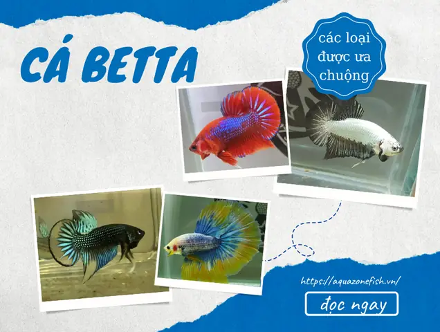 Tổng Hợp Các Dòng Cá Betta Được Yêu Thích Tại Việt Nam ... Tổng Hợp Các Dòng Cá Betta Được Yêu Thích Tại Việt Nam ...