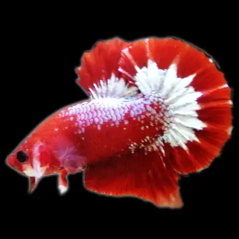 Bí Quyết Chụp Ảnh Cá Betta Fancy Đẹp Như Studio