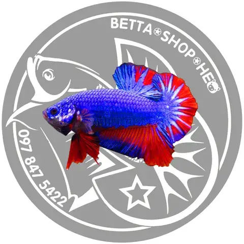 Sự Cuốn Hút Không Thể Chối Từ Của Cá Betta Fancy