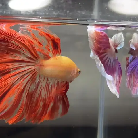 Ảnh Cá Betta Fancy: Khám Phá Vẻ Đẹp Rực Rỡ Của "nữ Hoàng Thủy Cung"