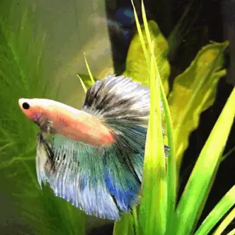 Ảnh Cá Betta Koi: Tổng Hợp Hình Ảnh Đẹp & Kiến Thức Chọn Cá