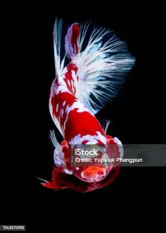 Ảnh Cá Betta Koi: Tổng Hợp Hình Ảnh Đẹp & Kiến Thức Chọn Cá