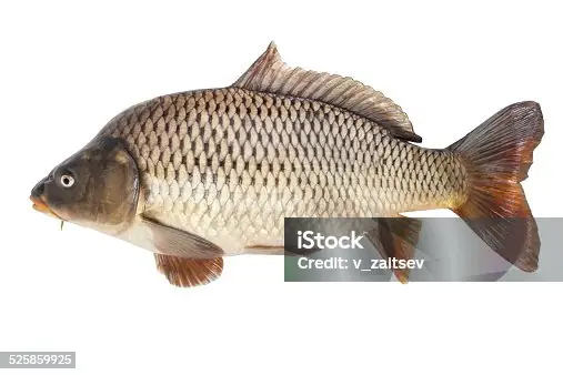 Hơn 88.100 Cá Chép Ảnh, Hình Chụp & Hình Ảnh Trả Phí Bản Quyền ... Hơn 88.100 Cá Chép Ảnh, Hình Chụp & Hình Ảnh Trả Phí Bản Quyền ...