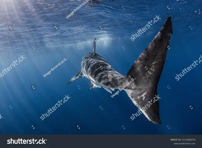 Cá Mập Trắng Lớn : 21 Nghìn Ảnh, Hình Ảnh Có Sẵn Và Ảnh Miễn Phí ...