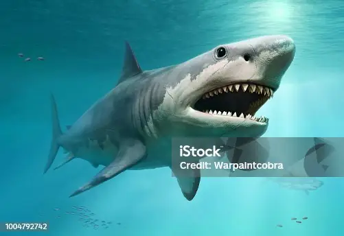Hơn 660 Cá Mập Megalodon Ảnh, Hình Chụp & Hình Ảnh Trả Phí Bản ...