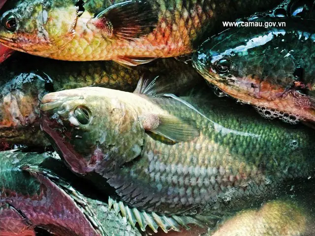 Cá Rô Đồng U Minh Cá Rô Đồng U Minh