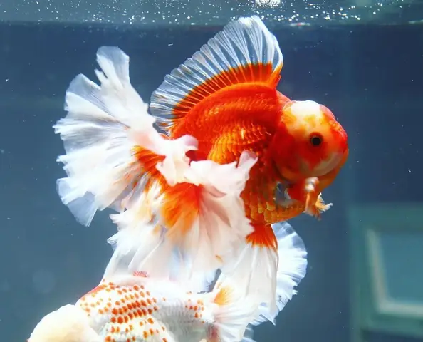 Những Chú Cá Vàng Xem Là Muốn Nuôi Ngay Những Chú Cá Vàng Xem Là Muốn Nuôi Ngay