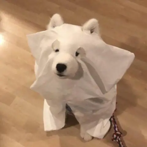 Ảnh Chế Óc Chó Là Có Thật