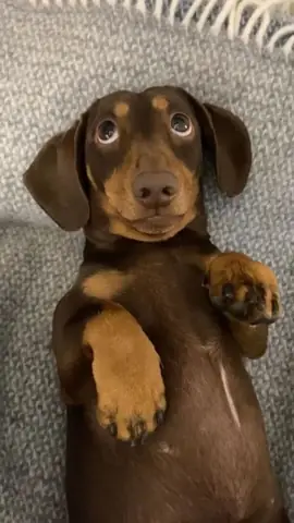 Hình Ảnh Vui Về Chó