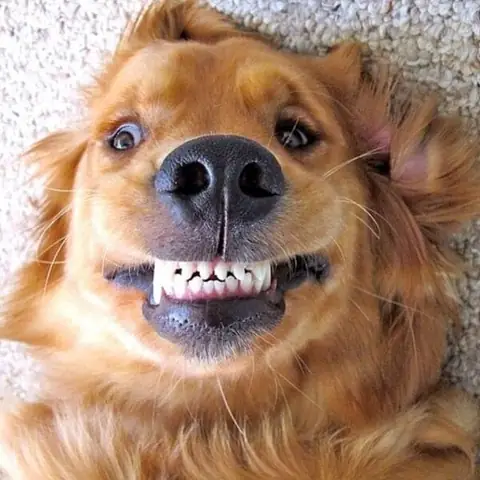 Ảnh Chế Đứa Nào Mở Khóa Làm Chó