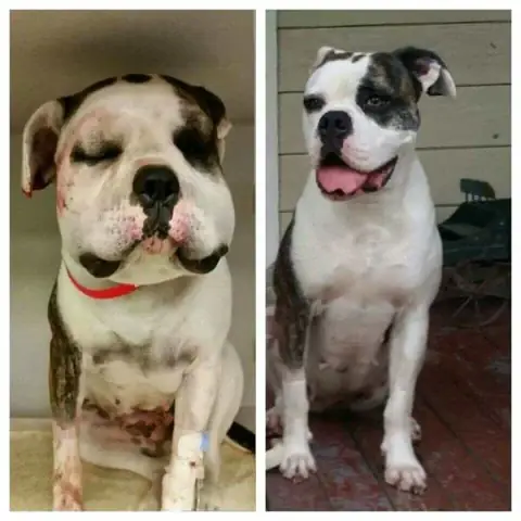 Ảnh Con Chó Bị Ong Đốt Toàn Thân