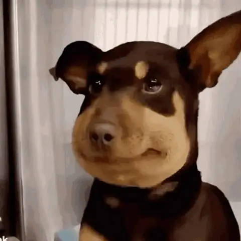 Tổng Hợp Meme Ảnh Chó Hài