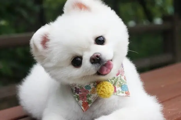 Hình Ảnh Cho Ảnh Chó Con Dễ Thương Nhat The Gioi: Hình Ảnh Cho Ảnh Chó Con Dễ Thương Nhat The Gioi: