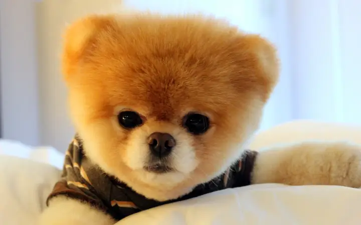 Hình Ảnh Cho Ảnh Chó Con Dễ Thương Nhat The Gioi: Hình Ảnh Cho Ảnh Chó Con Dễ Thương Nhat The Gioi: