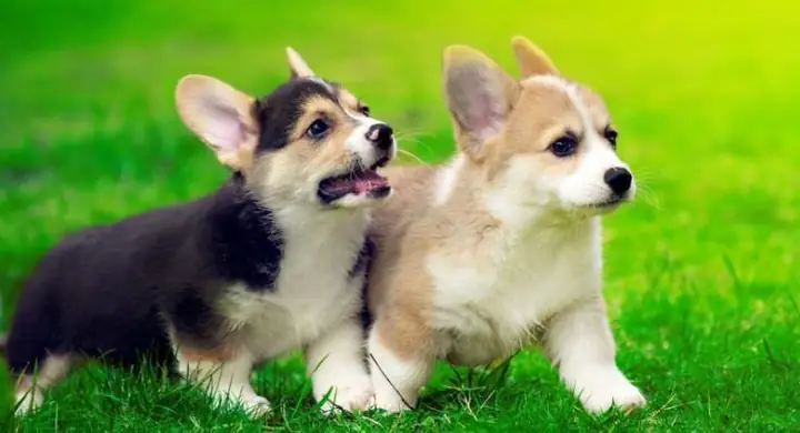 Hình Ảnh Cho Ảnh Chó Con Dễ Thương Nhat The Gioi: Hình Ảnh Cho Ảnh Chó Con Dễ Thương Nhat The Gioi: