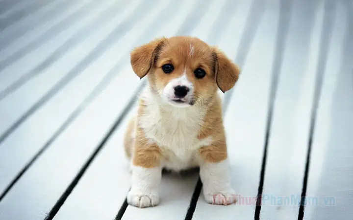 Hình Ảnh Cho Ảnh Chó Con Dễ Thương Nhat The Gioi: Hình Ảnh Cho Ảnh Chó Con Dễ Thương Nhat The Gioi: