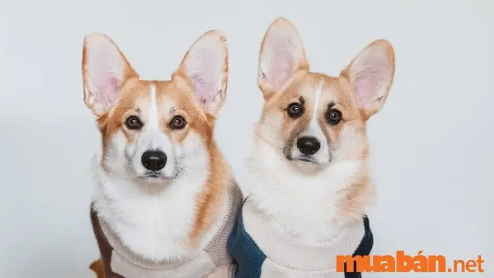 Hình Ảnh Cho Ảnh Chó Con Dễ Thương Nhat The Gioi: Hình Ảnh Cho Ảnh Chó Con Dễ Thương Nhat The Gioi: