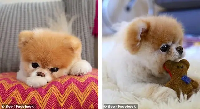 Hình Ảnh Cho Ảnh Chó Con Dễ Thương Nhat The Gioi: Hình Ảnh Cho Ảnh Chó Con Dễ Thương Nhat The Gioi: