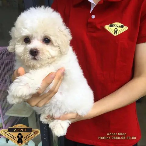 Hình Ảnh Cho Ảnh Chó Con Dễ Thương Nhat The Gioi: Hình Ảnh Cho Ảnh Chó Con Dễ Thương Nhat The Gioi: