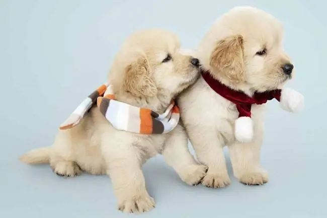 Hình Ảnh Cho Ảnh Chó Con Dễ Thương Nhat The Gioi: Hình Ảnh Cho Ảnh Chó Con Dễ Thương Nhat The Gioi: