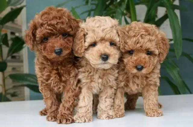 Hình Ảnh Cho Ảnh Chó Con Dễ Thương Nhat The Gioi: Hình Ảnh Cho Ảnh Chó Con Dễ Thương Nhat The Gioi: