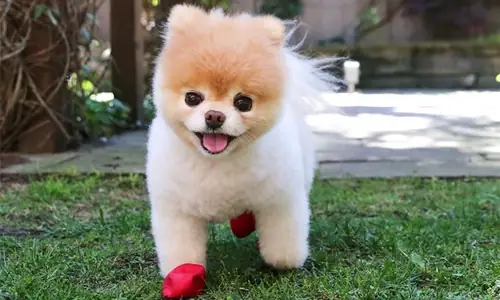 Hình Ảnh Cho Ảnh Chó Con Dễ Thương Nhat The Gioi: Hình Ảnh Cho Ảnh Chó Con Dễ Thương Nhat The Gioi: