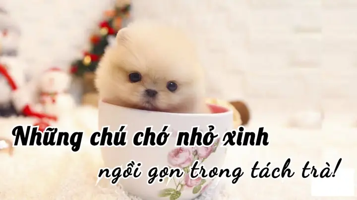 Hình Ảnh Cho Ảnh Chó Con Dễ Thương Nhat The Gioi: Hình Ảnh Cho Ảnh Chó Con Dễ Thương Nhat The Gioi: