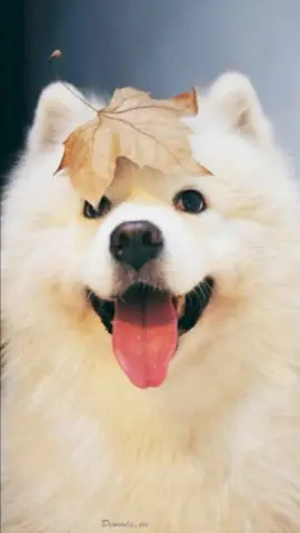 Hình Ảnh Cho Ảnh Chó Con Dễ Thương Nhat The Gioi: Hình Ảnh Cho Ảnh Chó Con Dễ Thương Nhat The Gioi: