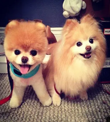 Hình Ảnh Cho Ảnh Chó Con Dễ Thương Nhat The Gioi: Hình Ảnh Cho Ảnh Chó Con Dễ Thương Nhat The Gioi: