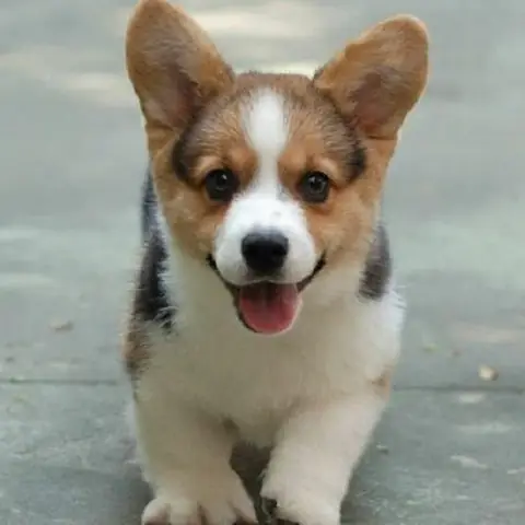 Hình Ảnh Cho Ảnh Chó Con Dễ Thương Nhat The Gioi: Hình Ảnh Cho Ảnh Chó Con Dễ Thương Nhat The Gioi: