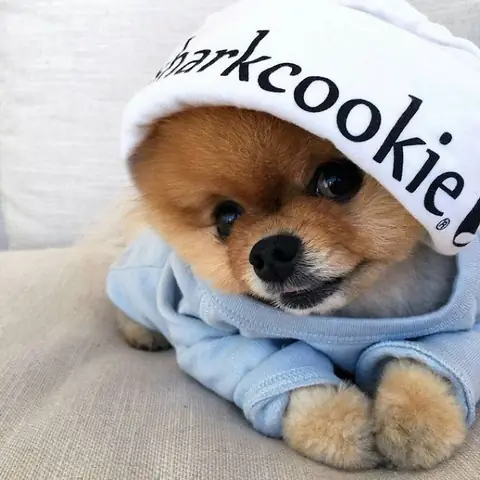 Hình Ảnh Cho Ảnh Chó Con Dễ Thương Nhat The Gioi: Hình Ảnh Cho Ảnh Chó Con Dễ Thương Nhat The Gioi: