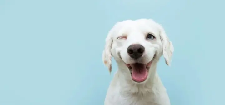 Ảnh Chó Nháy Mắt Cười