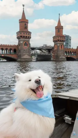 Ảnh Nền Con Chó Cute, Dễ Thương Ảnh Nền Con Chó Cute, Dễ Thương