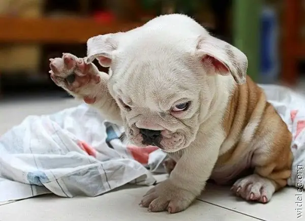 Chùm Ảnh Chú Chó Dễ Thương Kute Nhất Hiện Nay