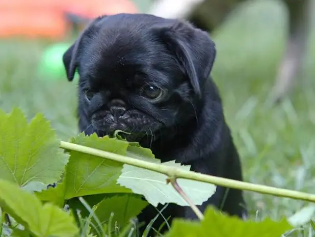 Top 100+ Hình Ảnh Chú Chó Dễ Thương & Kute Đáng Yêu Nhất Năm