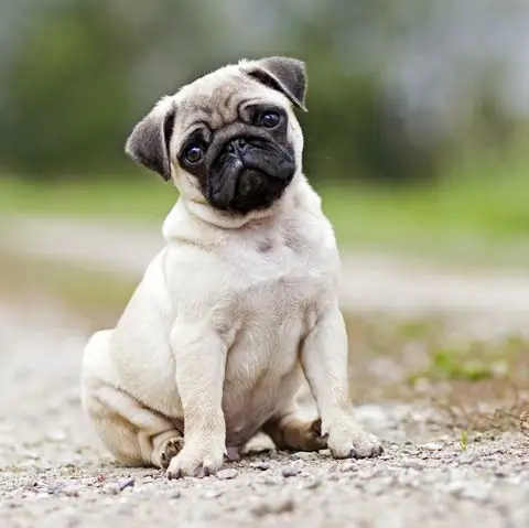 Tìm Ảnh Chó Mặt Xệ Dễ Thương (cute) Trên Google? Tìm Ảnh Chó Mặt Xệ Dễ Thương (cute) Trên Google?