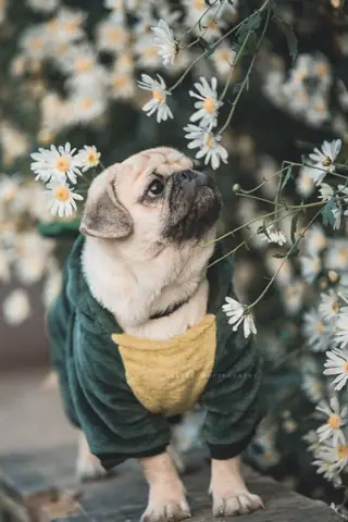 Tìm Ảnh Chó Mặt Xệ Dễ Thương (cute) Trên Google? Tìm Ảnh Chó Mặt Xệ Dễ Thương (cute) Trên Google?