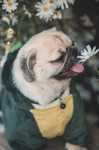 Tìm Ảnh Chó Mặt Xệ Dễ Thương (cute) Trên Google? Tìm Ảnh Chó Mặt Xệ Dễ Thương (cute) Trên Google?