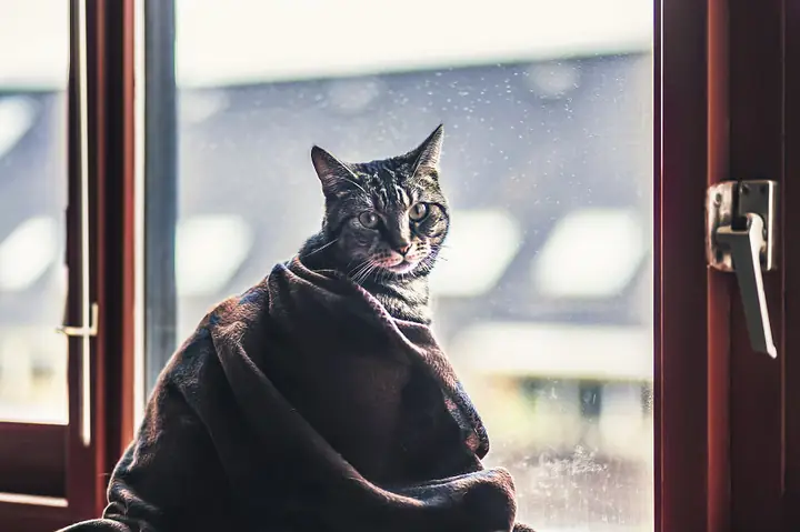 Chụp Ảnh Chó Mèo Đẹp Và Đáng Yêu