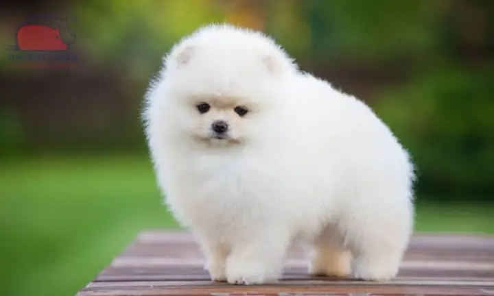 Nguồn Gốc, Đặc Điểm Chó Phốc Sóc Mini