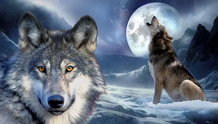 Các Ứng Dụng Và Lợi Ích Của Ảnh Chó Sói 3d Đẹp Trong Thiết Kế Đồ Họa Và Trang Trí Nội Thất?