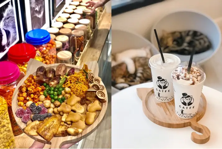 Cafe Mèo Tphcm Catfe
