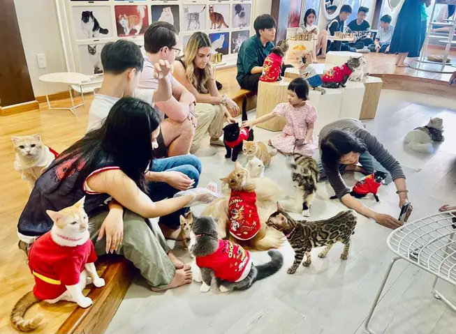 Cafe Mèo Tphcm Catfe