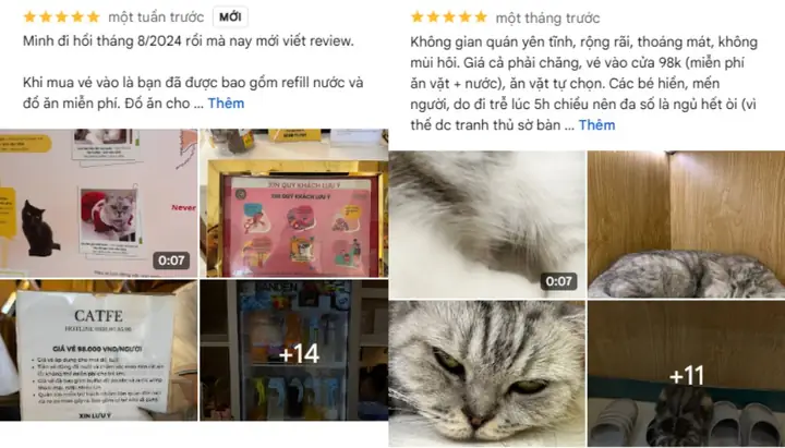 Cafe Mèo Tphcm Catfe